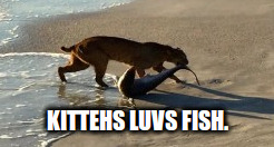 kittehsshark