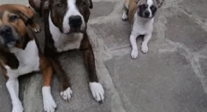 rQMP9XDmSzCIygRK9F4b_Kthxbai