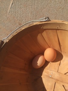 2eggs