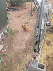 scaredladdie